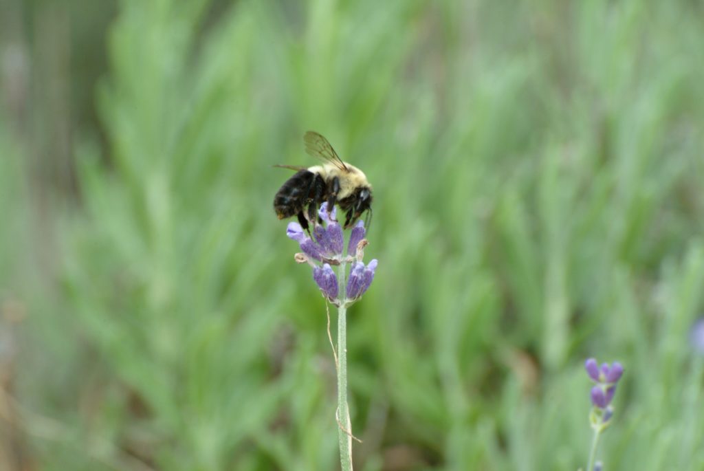 Bee on Lavendar 